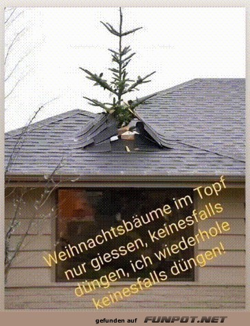 Weihnachtsbume im Topf - nur giessen, keinesfalls dngen