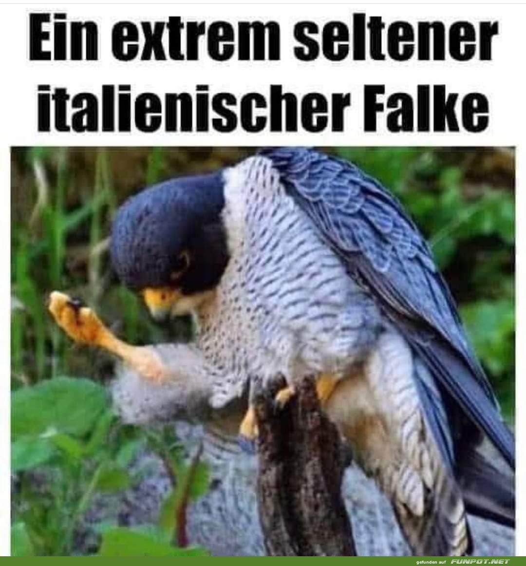 Extrem seltener italienischer Falke entdeckt