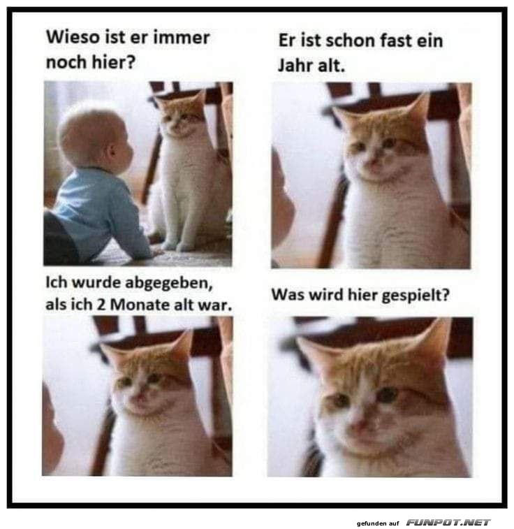 Unterhaltung zwischen Baby und Katze