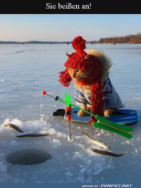 Katze beim Eisfischen in Wintergarderobe