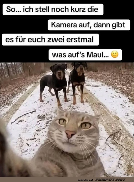 Kreatives Selfie mit Katze und Hunden