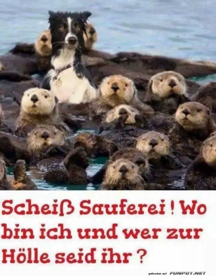 Hund und Otter im Wasser