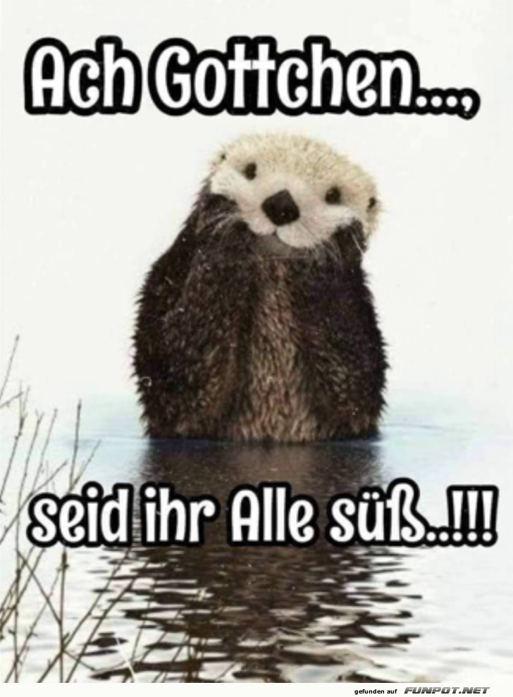 Niedlicher Otter sorgt fr Schmunzler