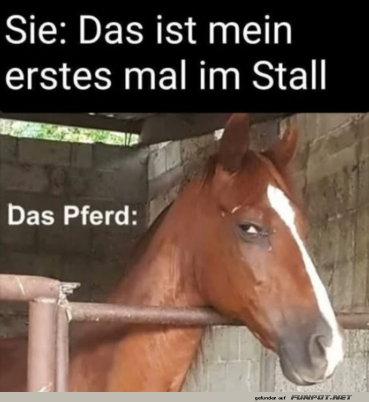 Lustiger Pferdeblick im Stall