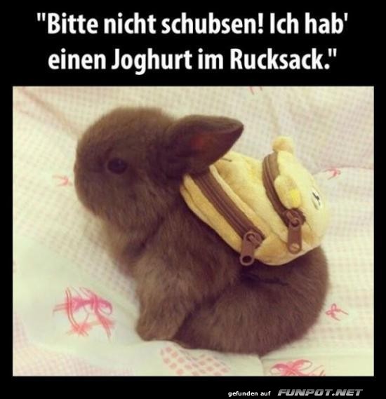 Kaninchen mit Rucksack: Bitte nicht schubsen!