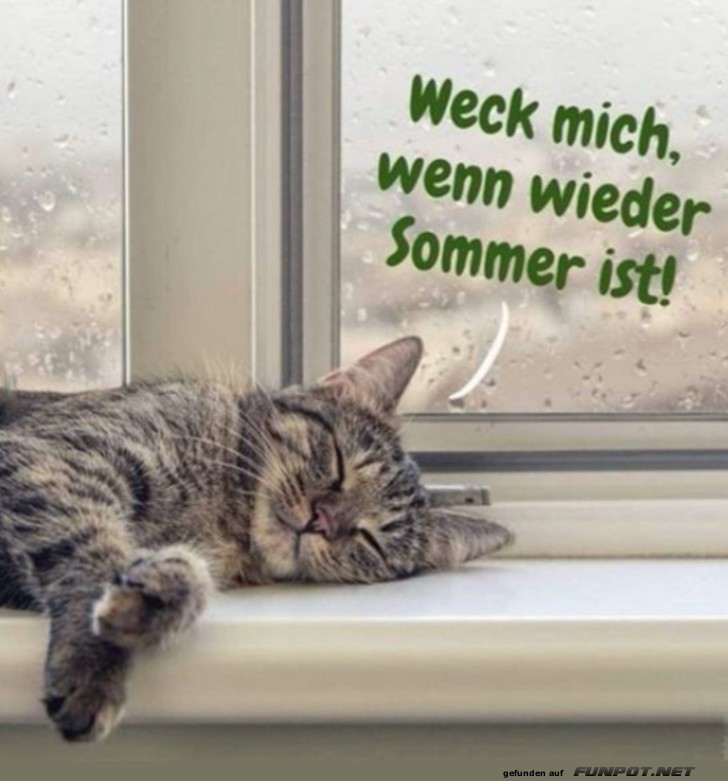 Katze in der Ruhe am Fenster