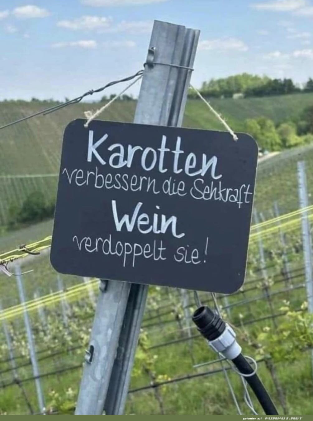 Karotten verbessern die Sehkraft Wein verdoppelt sie!