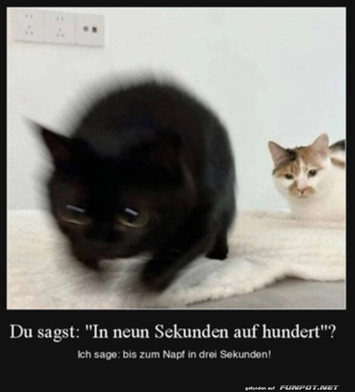 Schnelle Katzen