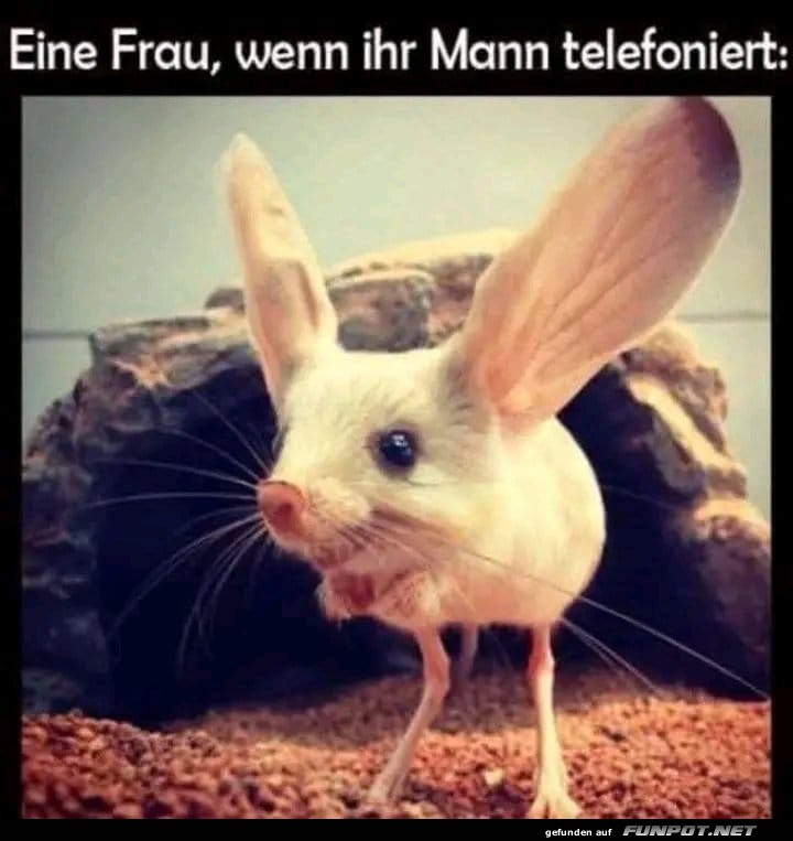 Humorvolles Bild einer aufmerksam lauschenden Maus