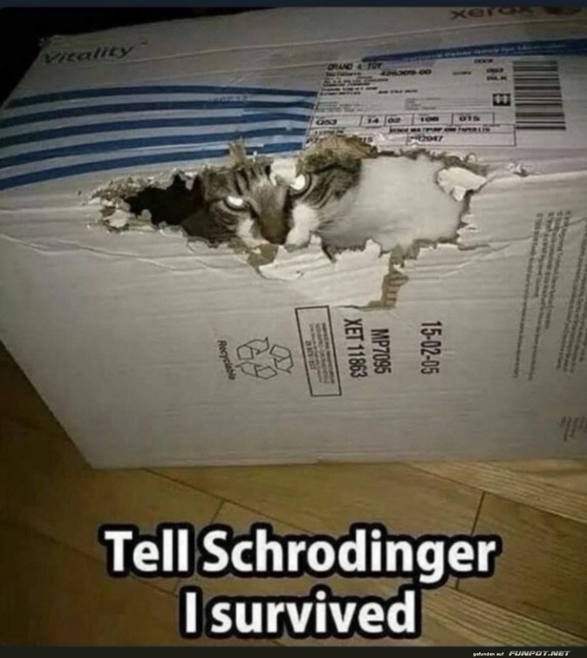 Cat Escapes Schrdinger's Box