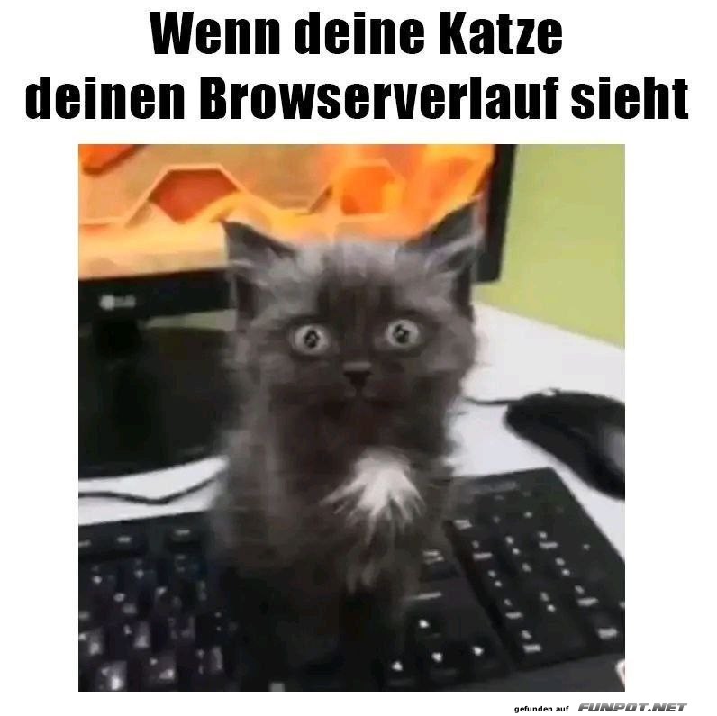 berraschte Katze am Computer