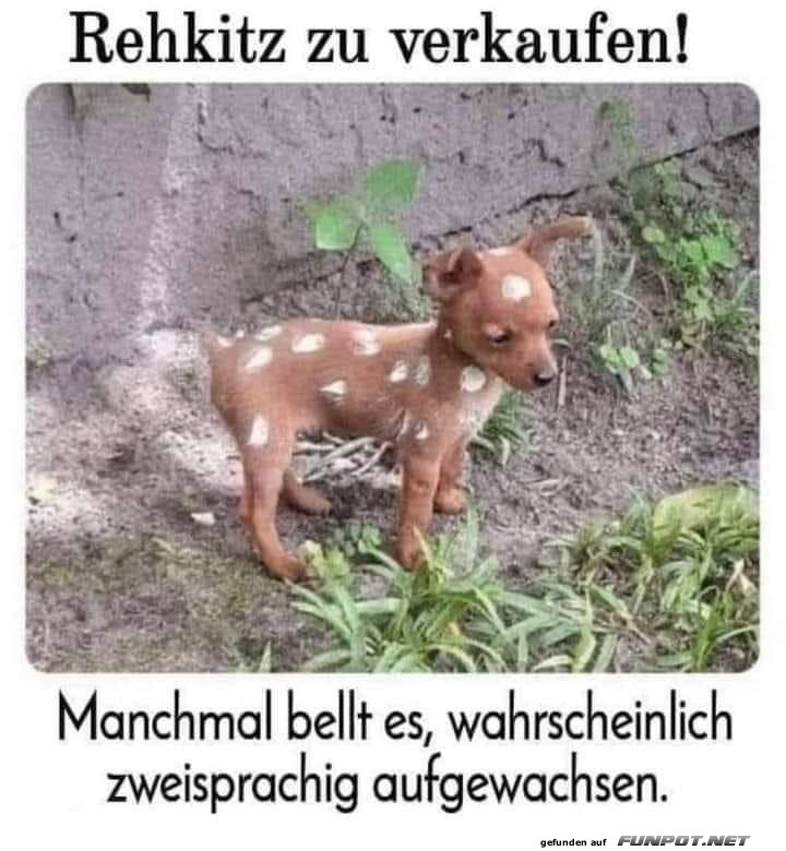 Rehkitz oder Hundewelpe zu verkaufen?