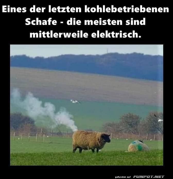 Humor: Kohlebetriebenes Schaf in der Natur