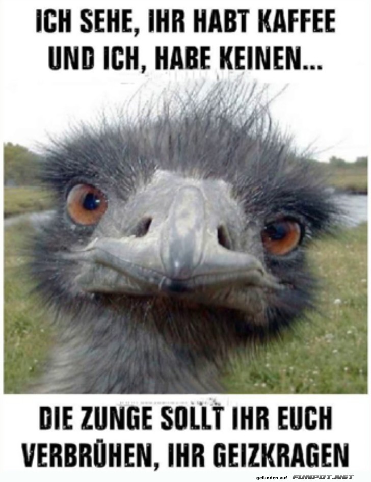 Emu ohne Kaffee mit witzigem Spruch