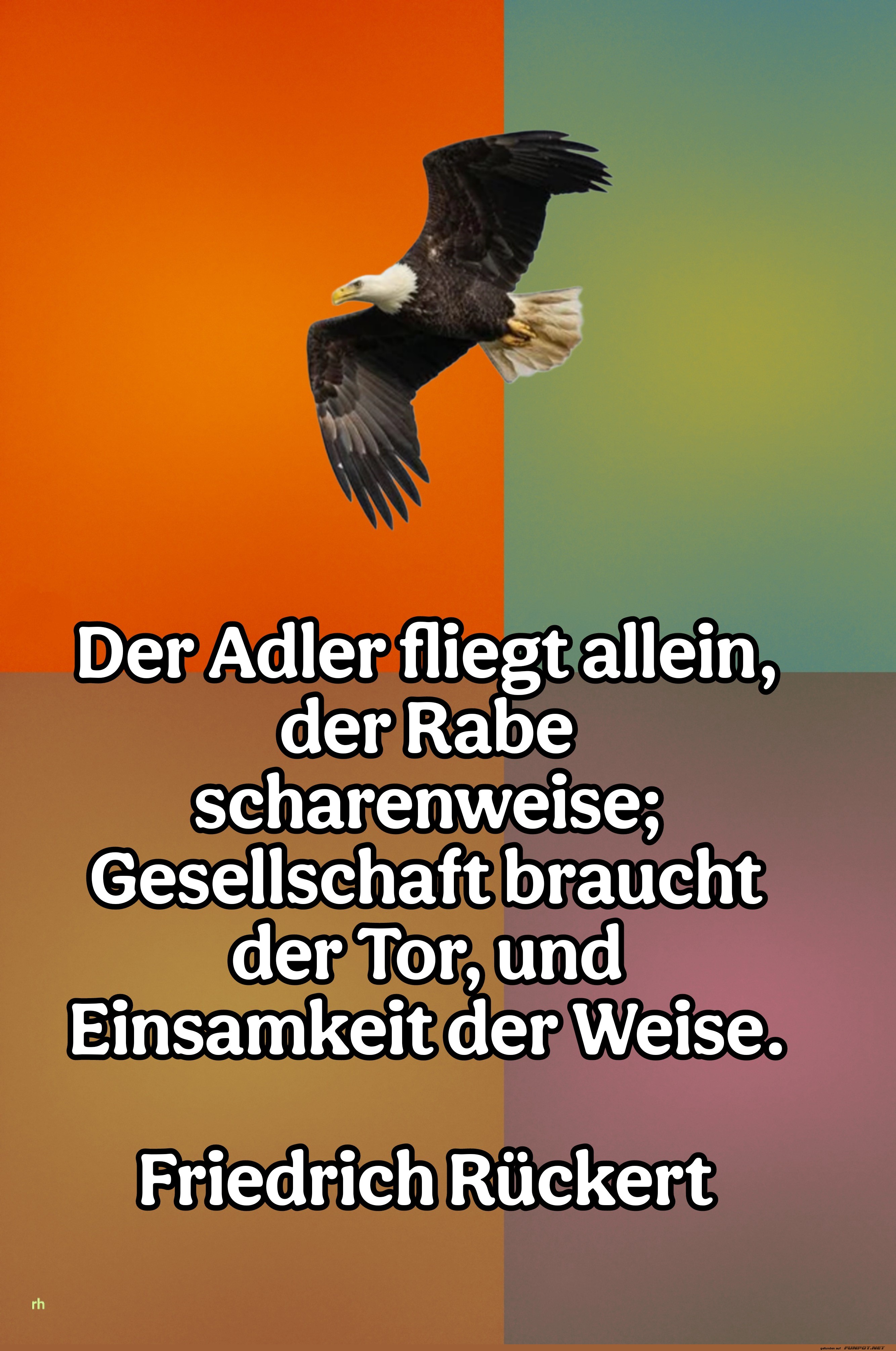 Der Adler fliegt allein