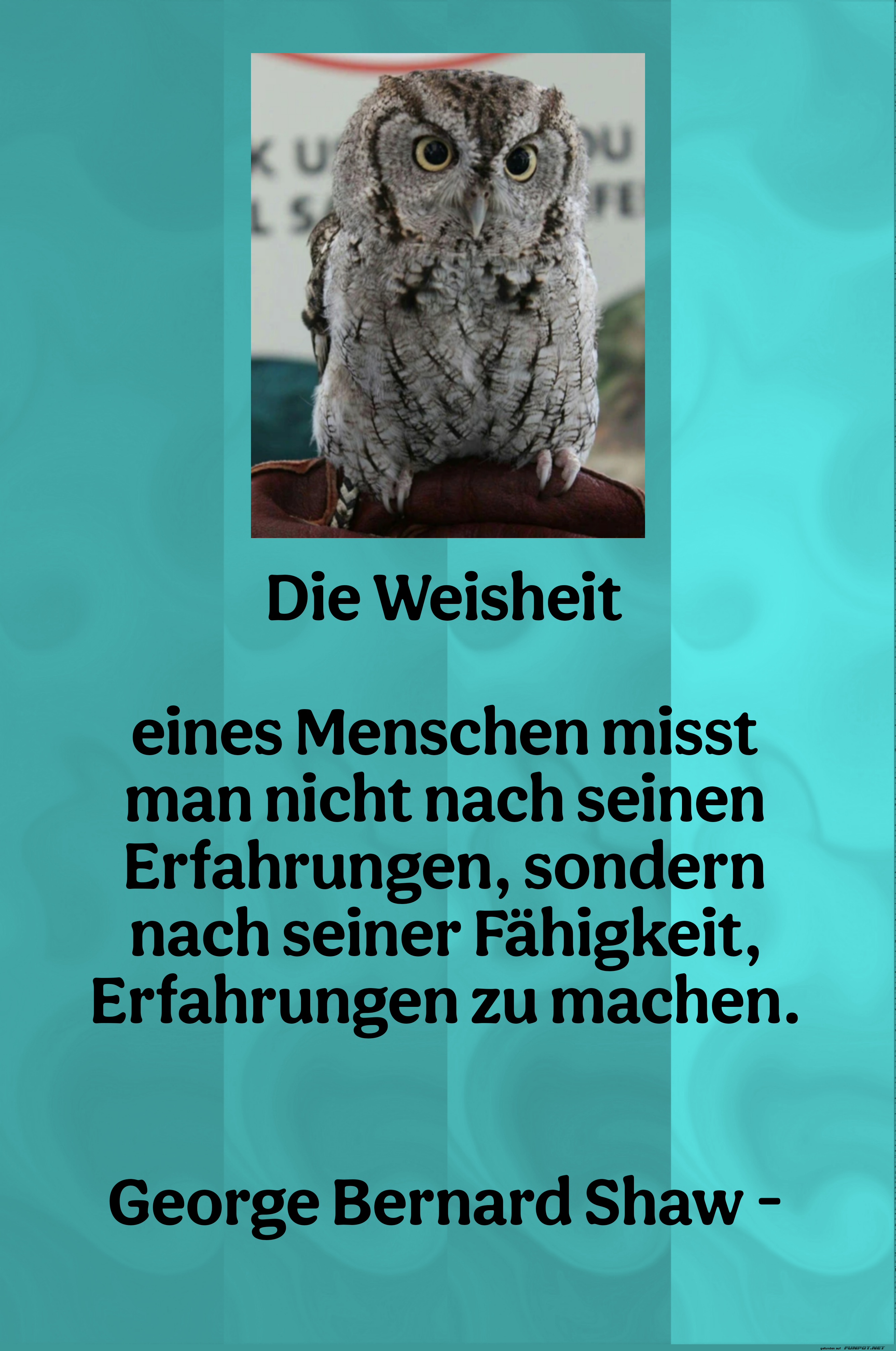 die weisheit eines menschen