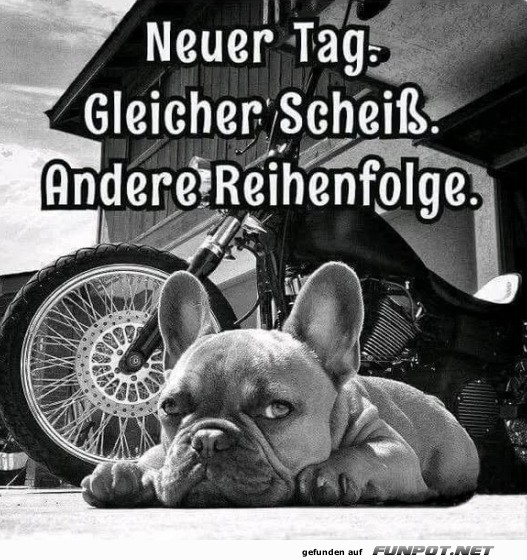 Bulldogge vor Motorrad mit lustigem Spruch