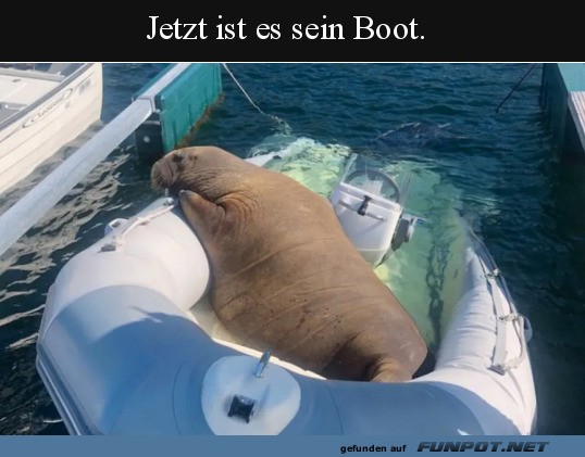 Walross geniet Auszeit im Boot