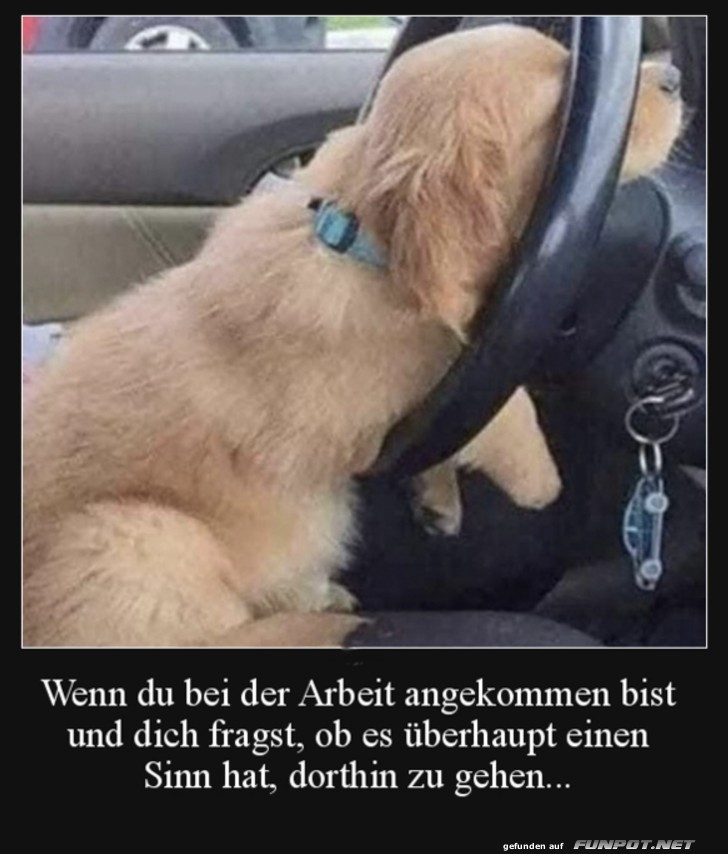 Hund als Autofahrer mit Arbeitsfrust