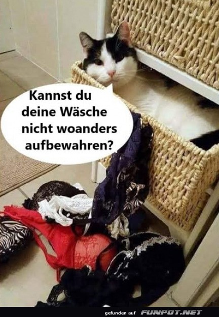 Kreative Katzenverstecke entdeckt