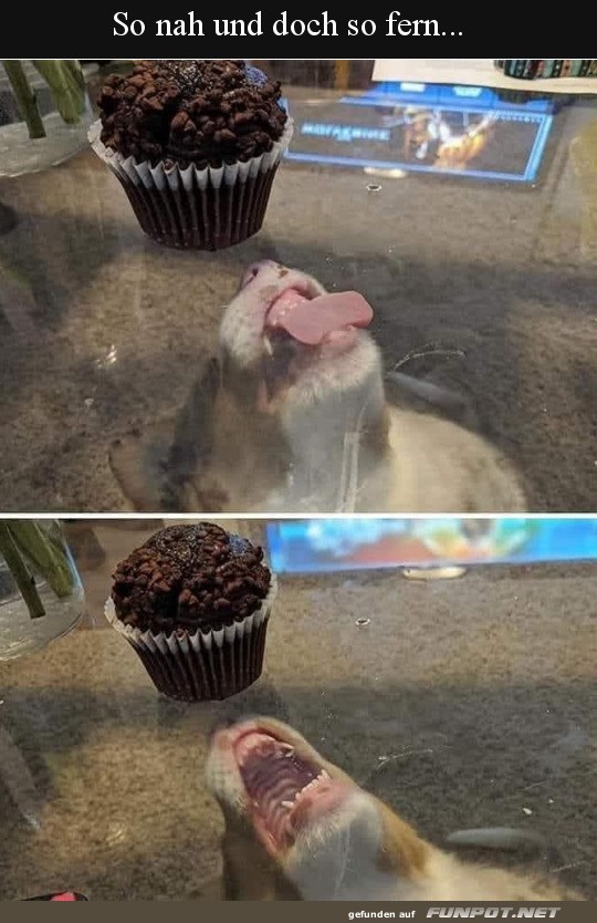 Katze versucht, einen Cupcake zu erreichen