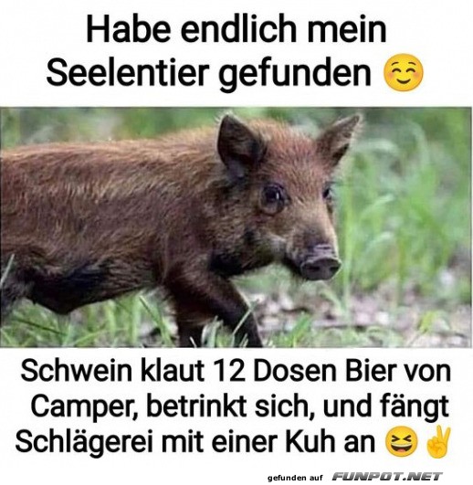 Wildschwein mit einem auergewhnlichen Lebensstil