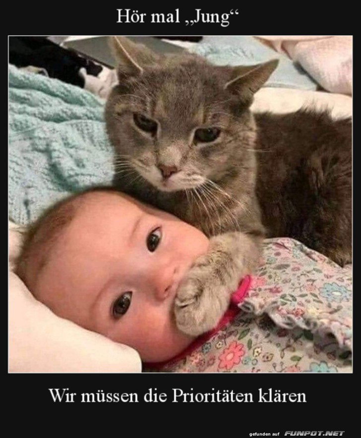 Katze klrt Prioritten mit Baby