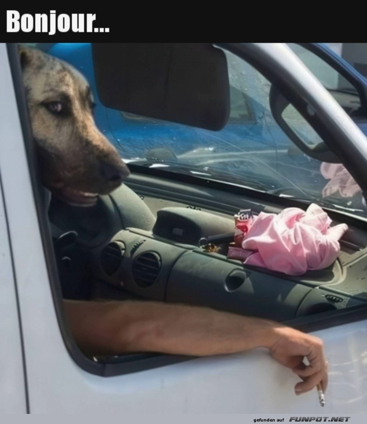 Lustiger Hund am Steuer eines Autos