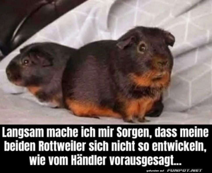 Komische Rottweiler