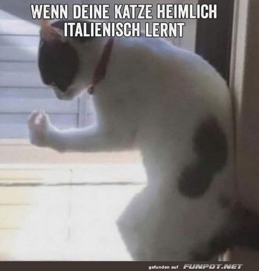 Katze lernt italienisch