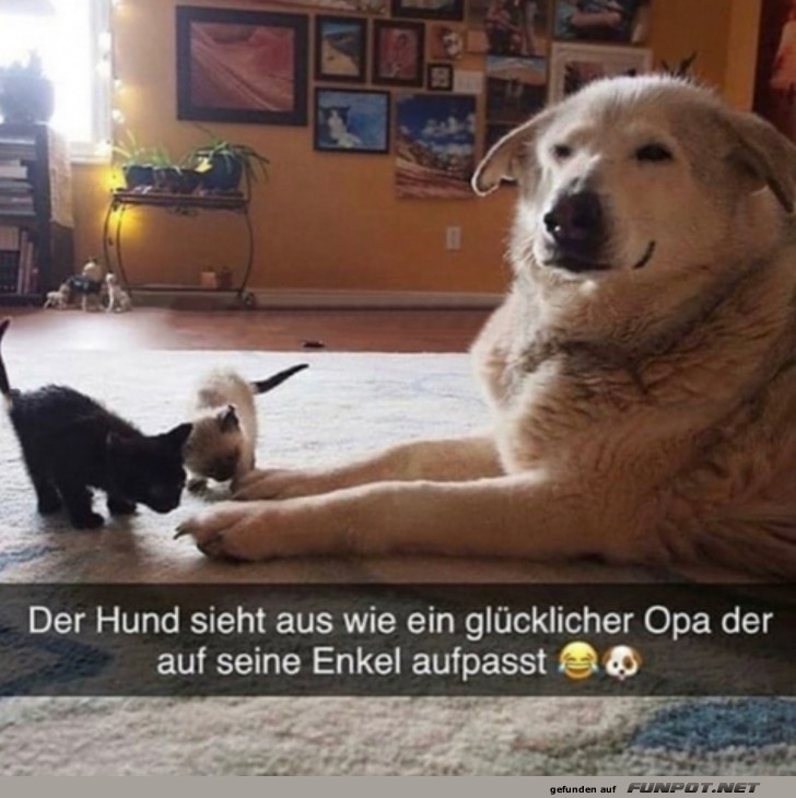 Hund und Katze in harmonischer Pose