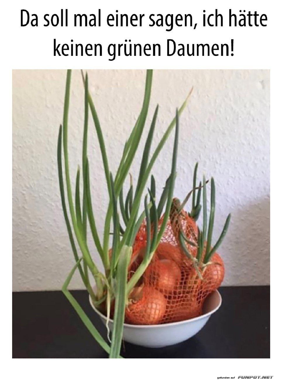 Gartenhumor mit Zwiebeln