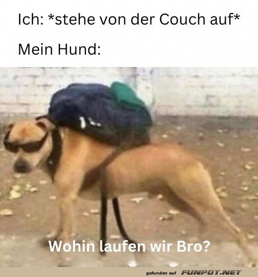 Lustiger Hund