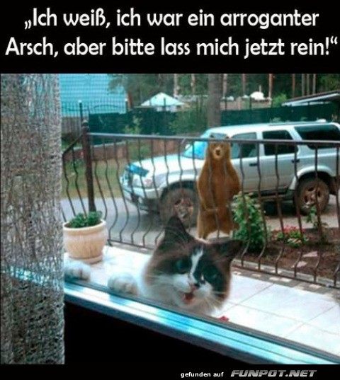 Katzen-Entschuldigung am Fenster