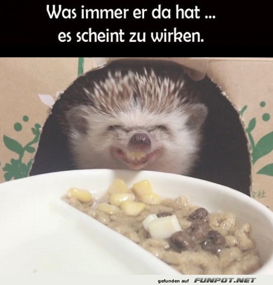 Igel mit frechem Lcheln vor Essen