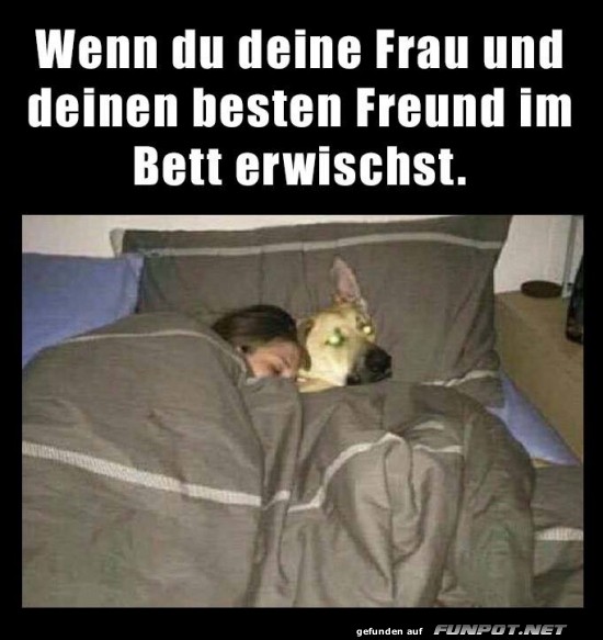 Hund kuschelt im Bett