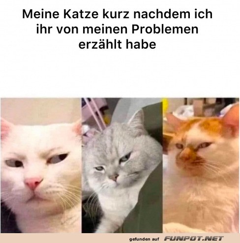 Katzen, die unbeeindruckt zuhren