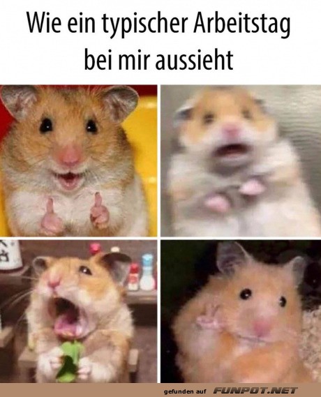 Ein typischer Arbeitstag bei mir: Hamster-Edition Ein typischer Arbeitstag bei mir: Hamster-Edition