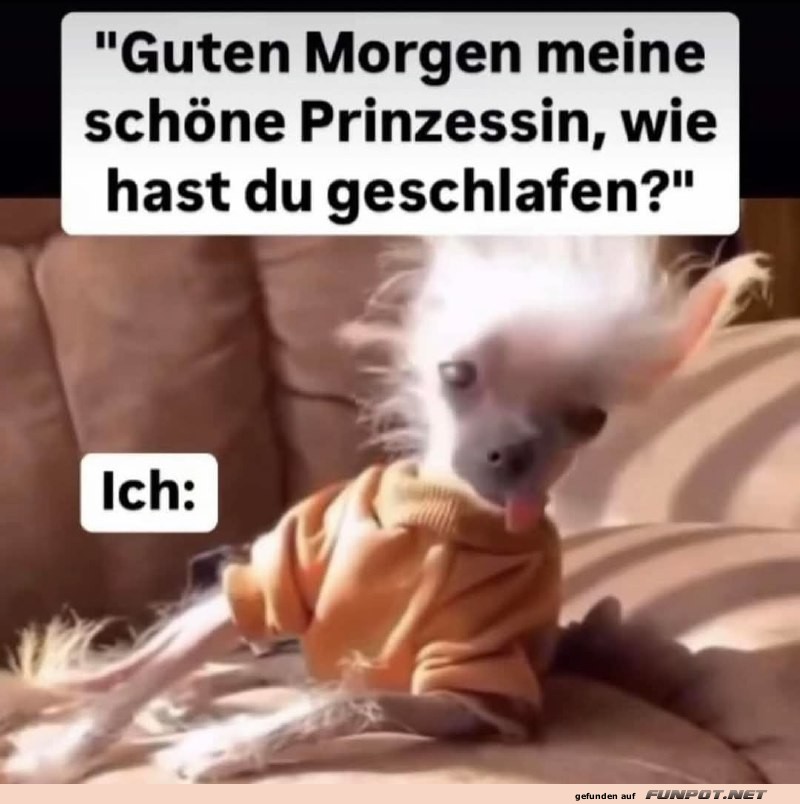 Mder Hund am Morgen