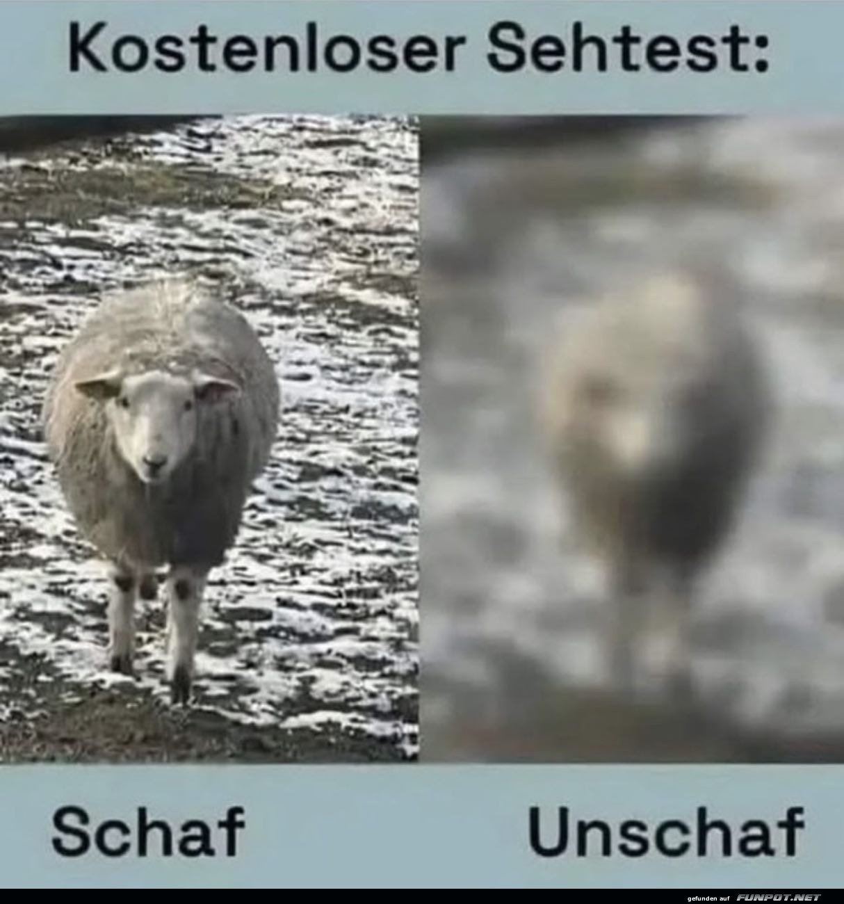 Kostenloser Sehtest: Schaf und Unscharf