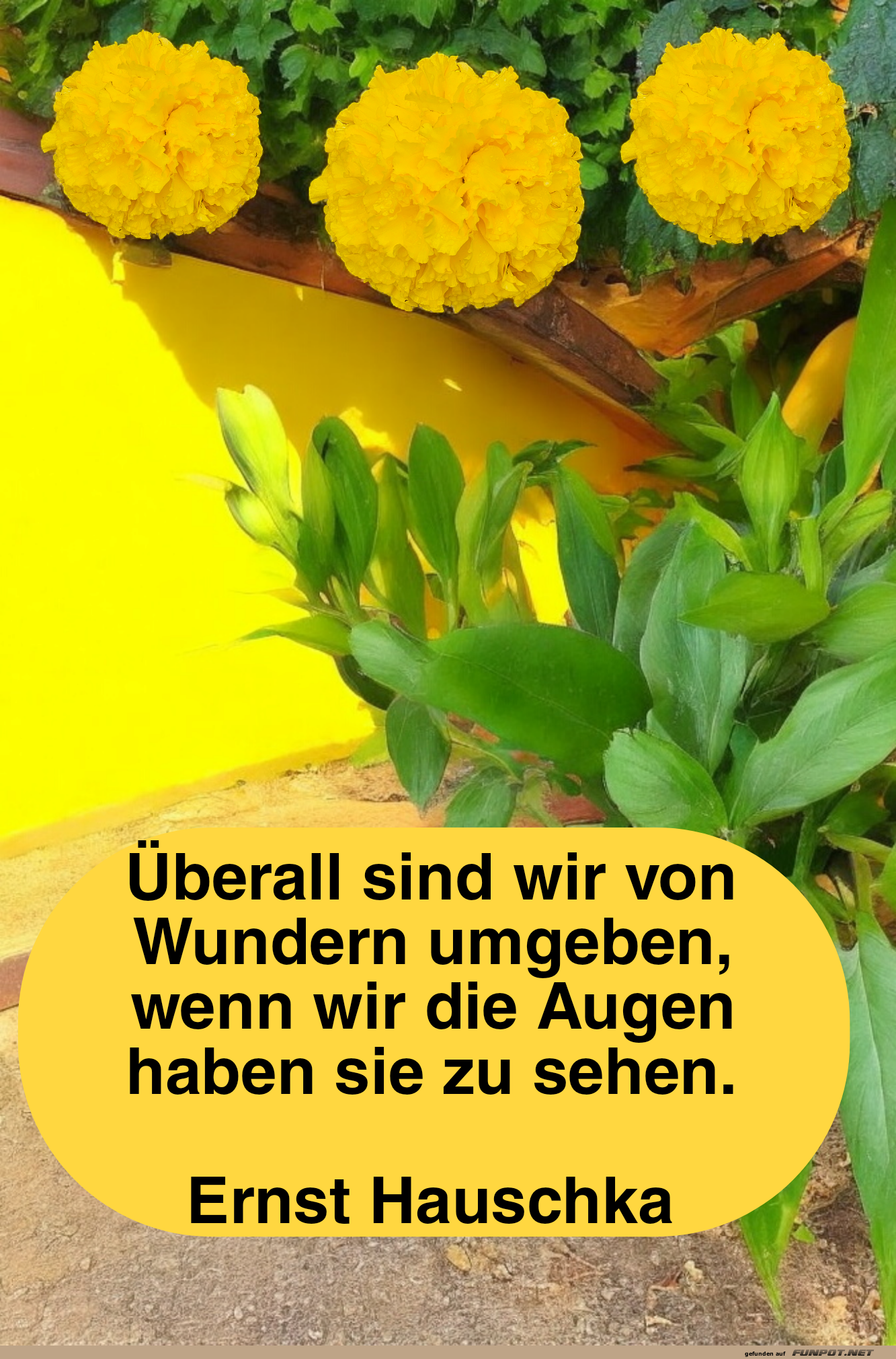 Gelbe Blumen und ein inspirierendes Zitat