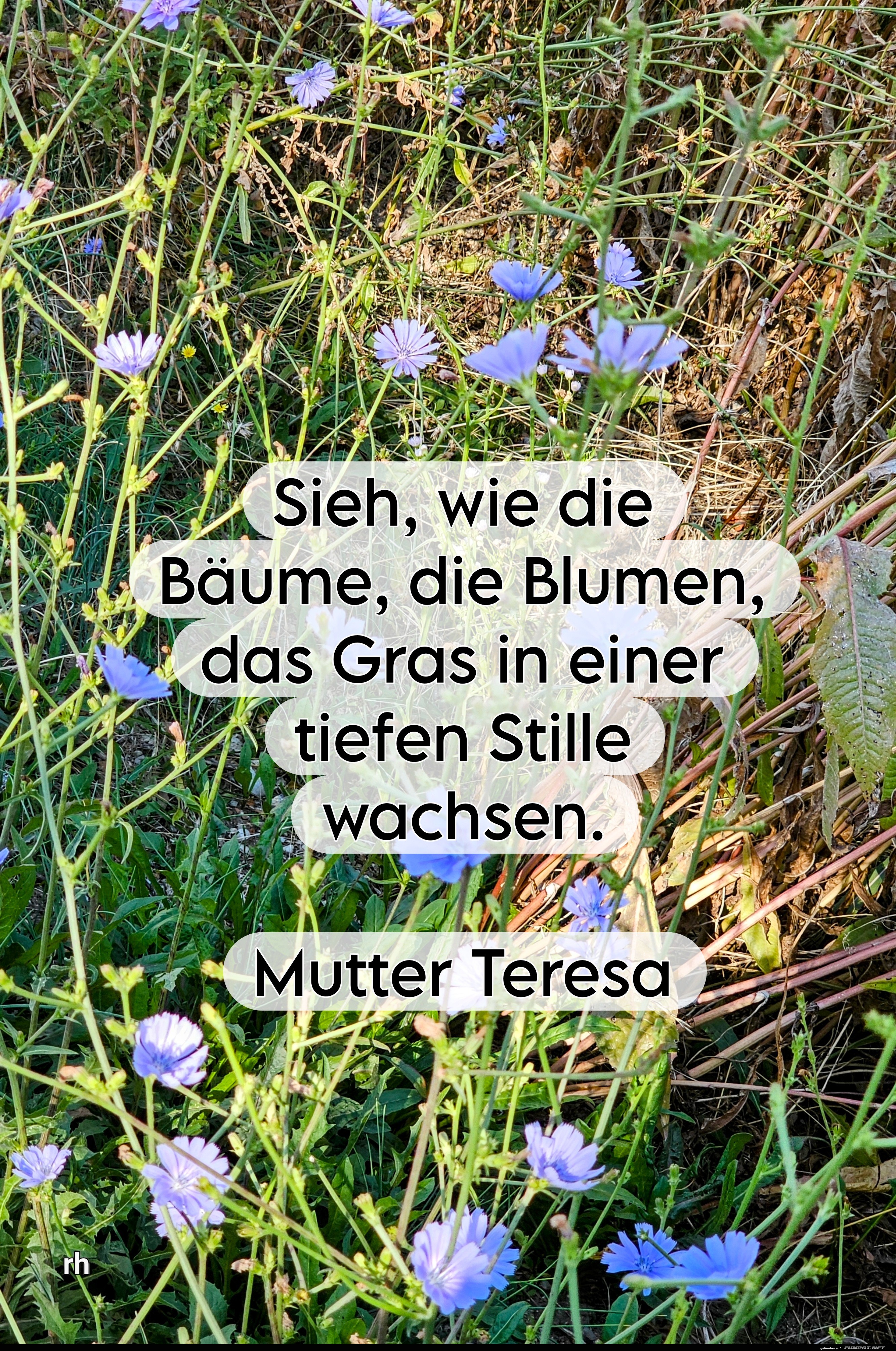 Naturzitat von Mutter Teresa