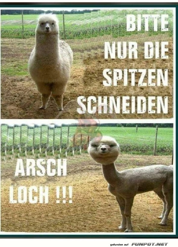 Lustiges Lama-Frisur-Meme