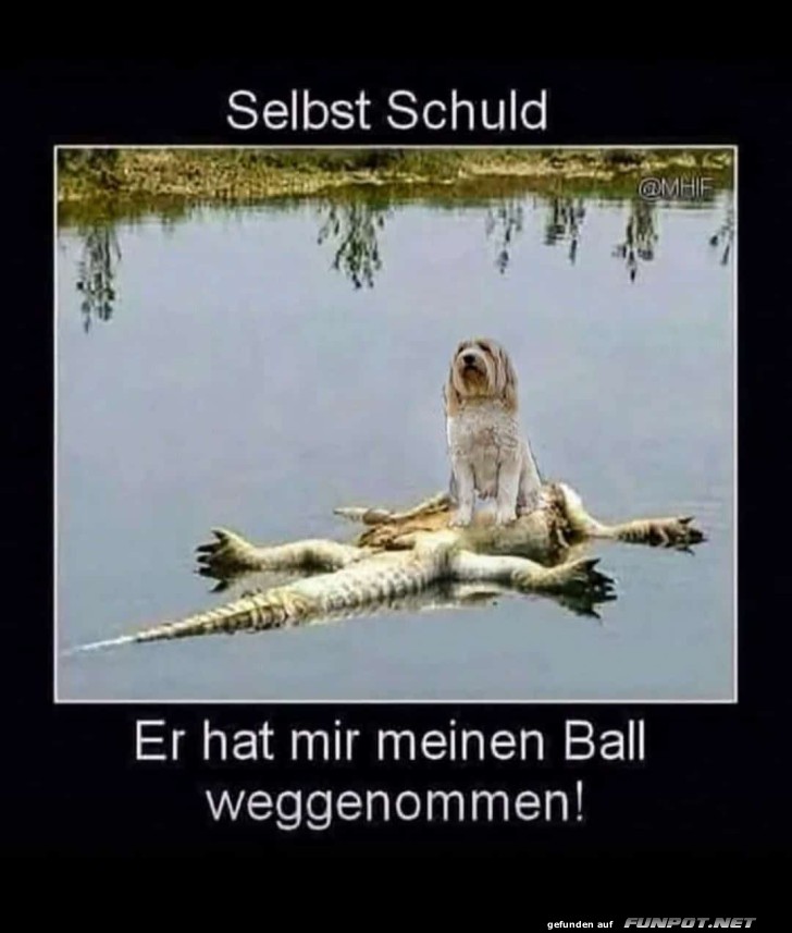 Krokodile im Wasser mit lustigem Text