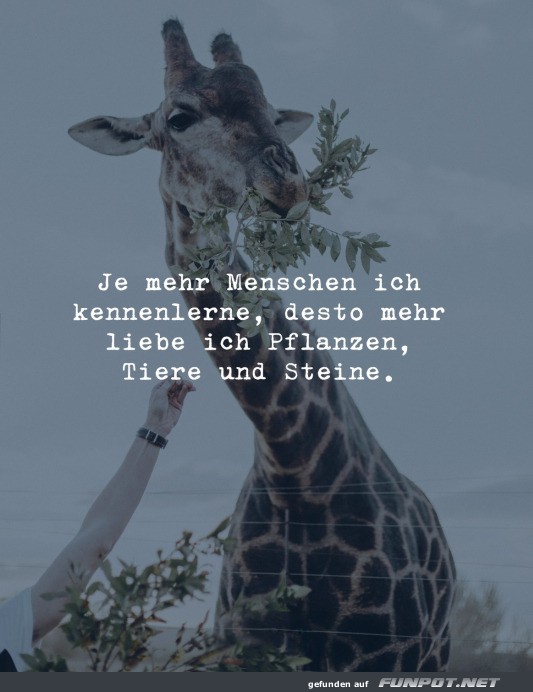 Giraffe und Nachdenklicher Spruch