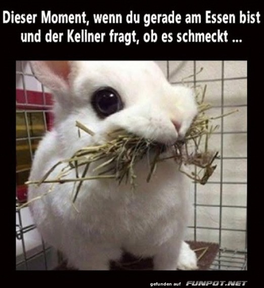 Lustiger Hase mit Heubart