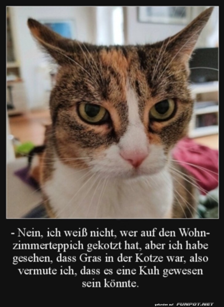 Katze mit humorvoller Ausrede