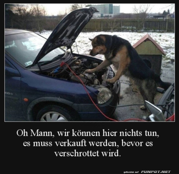 Lustiger Hund als Automechaniker