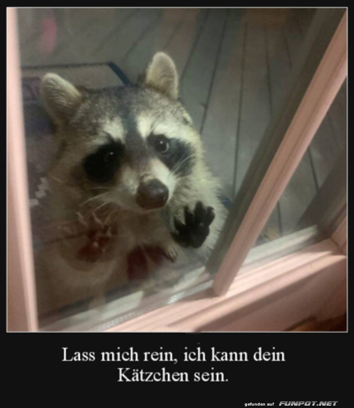 Waschbr am Fenster