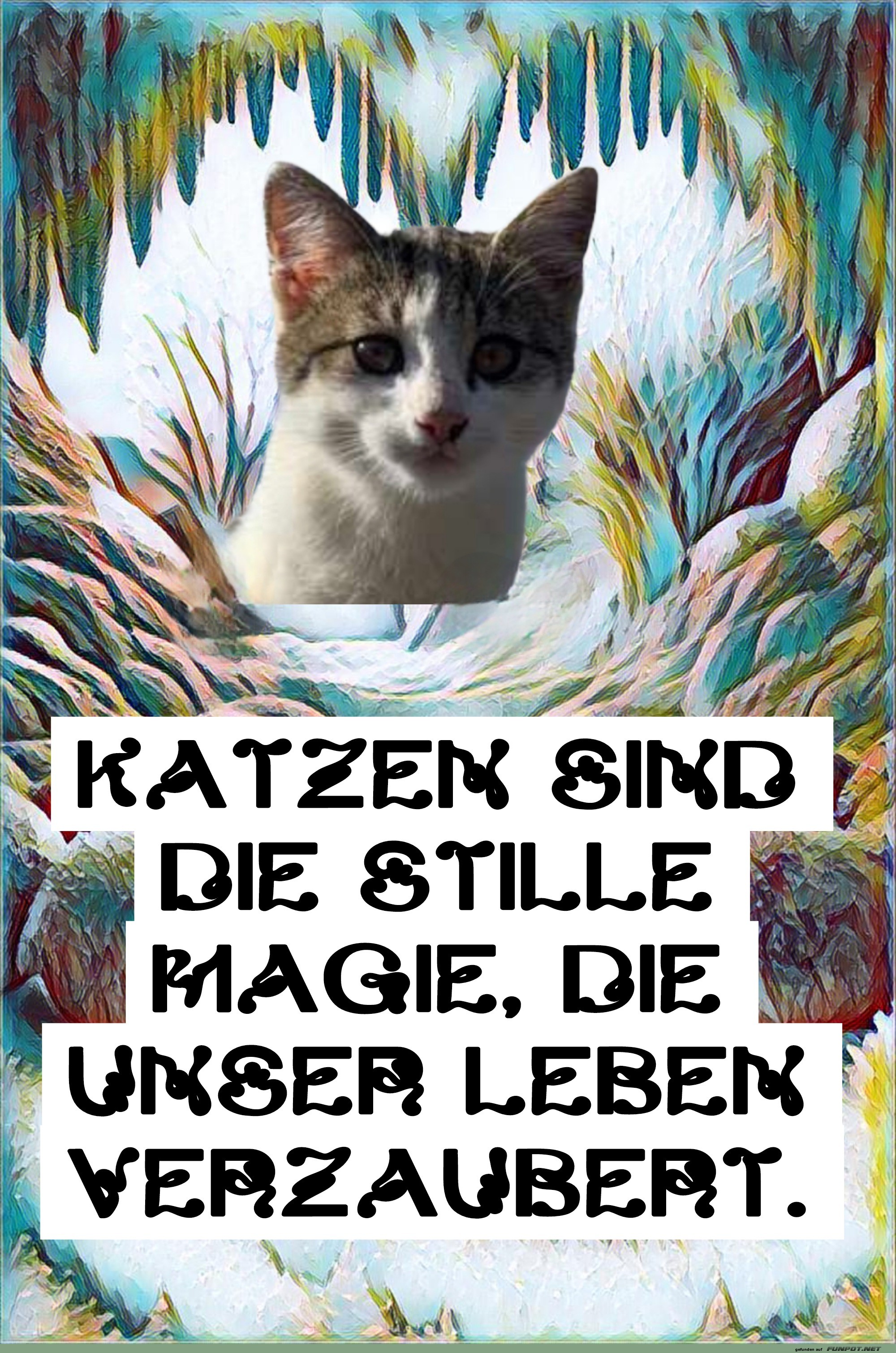 katzen sind die stille magie